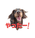 ミニチュアダックス親子の日常スタンプ（個別スタンプ：6）