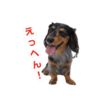 ミニチュアダックス親子の日常スタンプ（個別スタンプ：8）