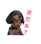 ミニチュアダックス親子の日常スタンプ（個別スタンプ：20）