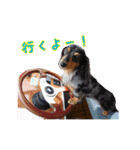 ミニチュアダックス親子の日常スタンプ（個別スタンプ：23）