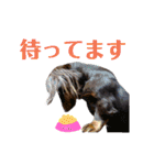 ミニチュアダックス親子の日常スタンプ（個別スタンプ：26）