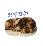 ミニチュアダックス親子の日常スタンプ（個別スタンプ：32）