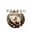 ハリネズミのちょこ（個別スタンプ：1）