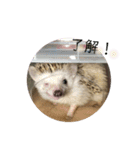 ハリネズミのちょこ（個別スタンプ：3）