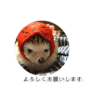 ハリネズミのちょこ（個別スタンプ：4）