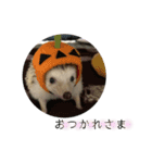ハリネズミのちょこ（個別スタンプ：5）