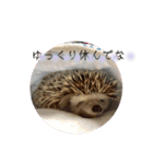 ハリネズミのちょこ（個別スタンプ：6）