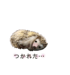 ハリネズミのちょこ（個別スタンプ：8）