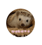 ハリネズミのちょこ（個別スタンプ：9）