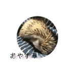 ハリネズミのちょこ（個別スタンプ：10）