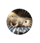 ハリネズミのちょこ（個別スタンプ：11）