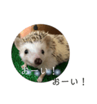 ハリネズミのちょこ（個別スタンプ：13）
