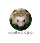 ハリネズミのちょこ（個別スタンプ：14）