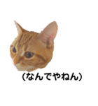 ねこのわこ 3（個別スタンプ：2）