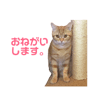 ねこのわこ 3（個別スタンプ：5）