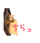ねこのわこ 3（個別スタンプ：6）