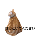 ねこのわこ 3（個別スタンプ：8）