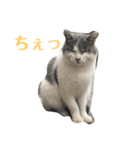 しろみとシルのスタンプ2（個別スタンプ：5）