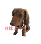 ミニチュアダックスフント日常会話（個別スタンプ：8）