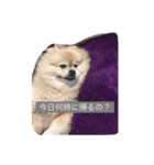 ぷりんさんのスタンプ（個別スタンプ：13）