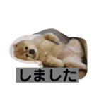ぷりんさんのスタンプ（個別スタンプ：16）