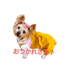 ヨーキーの苺ちゃん（個別スタンプ：1）