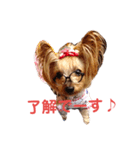 ヨーキーの苺ちゃん（個別スタンプ：2）