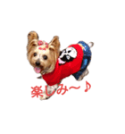 ヨーキーの苺ちゃん（個別スタンプ：7）