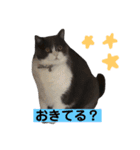 ブリティッシュショートヘアのトムくん（個別スタンプ：2）