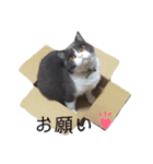 ブリティッシュショートヘアのトムくん（個別スタンプ：7）