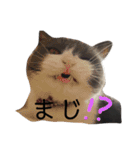 ブリティッシュショートヘアのトムくん（個別スタンプ：8）