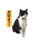 ブリティッシュショートヘアのトムくん（個別スタンプ：21）