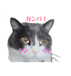 ブリティッシュショートヘアのトムくん（個別スタンプ：22）