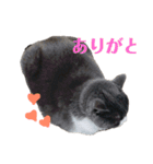 ブリティッシュショートヘアのトムくん（個別スタンプ：32）