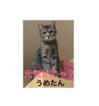 うめ、くろ、りあ、あり、なっちゃんもだよ（個別スタンプ：1）