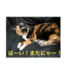 うめ、くろ、りあ、あり、なっちゃんもだよ（個別スタンプ：6）