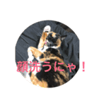 うめ、くろ、りあ、あり、なっちゃんもだよ（個別スタンプ：9）