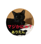 うめ、くろ、りあ、あり、なっちゃんもだよ（個別スタンプ：12）