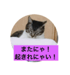 うめ、くろ、りあ、あり、なっちゃんもだよ（個別スタンプ：15）