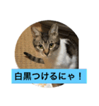 うめ、くろ、りあ、あり、なっちゃんもだよ（個別スタンプ：16）