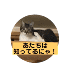 うめ、くろ、りあ、あり、なっちゃんもだよ（個別スタンプ：18）
