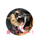 うめ、くろ、りあ、あり、なっちゃんもだよ（個別スタンプ：23）
