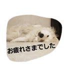 グレートピレニーズ 使える？挨拶♪（個別スタンプ：3）