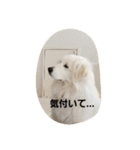 グレートピレニーズ 使える？挨拶♪（個別スタンプ：6）