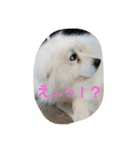 グレートピレニーズ 使える？挨拶♪（個別スタンプ：8）