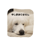 グレートピレニーズ 使える？挨拶♪（個別スタンプ：9）