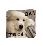 グレートピレニーズ 使える？挨拶♪（個別スタンプ：10）