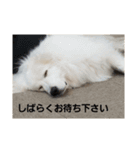 グレートピレニーズ 使える？挨拶♪（個別スタンプ：13）