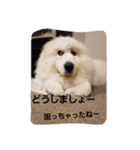 グレートピレニーズ 使える？挨拶♪（個別スタンプ：14）