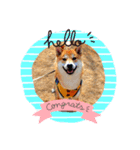 柴犬ふくvol.①（個別スタンプ：1）